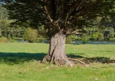 Árbol en Refugio del Alba