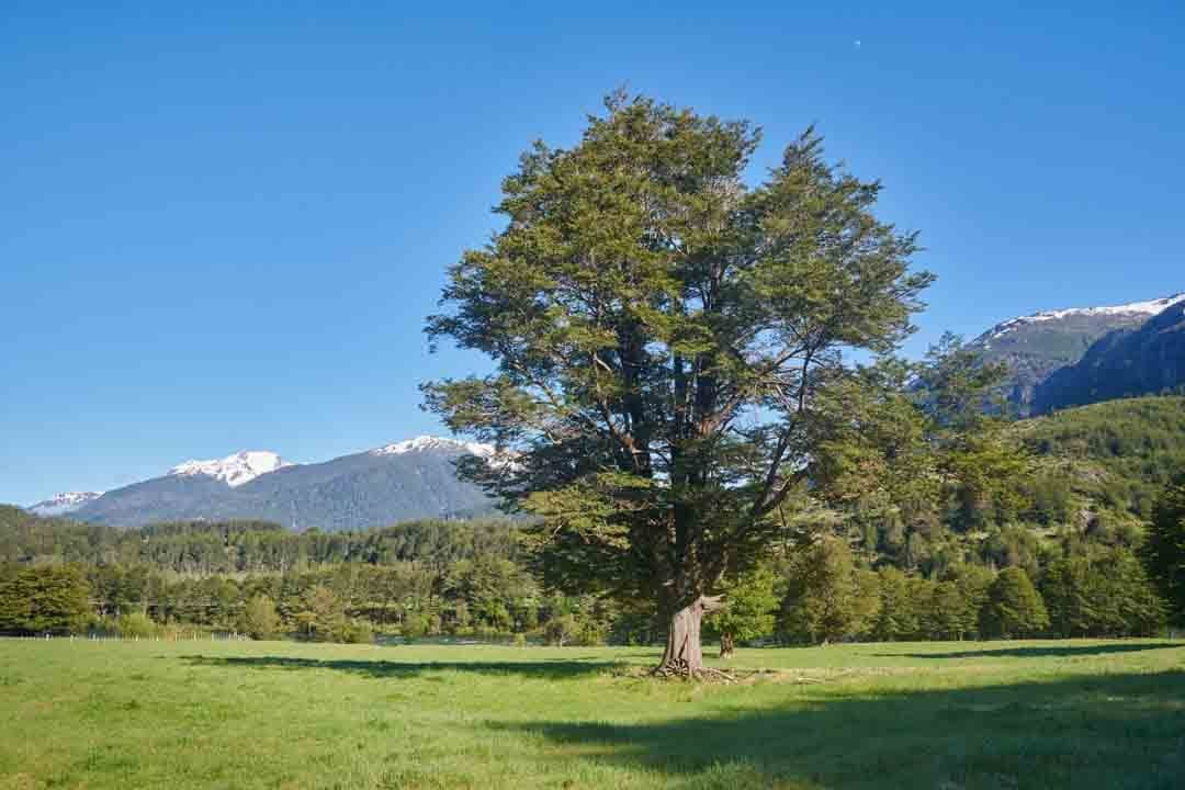 arbol_refugio_del_alba1 Árbol en Refugio del Alba