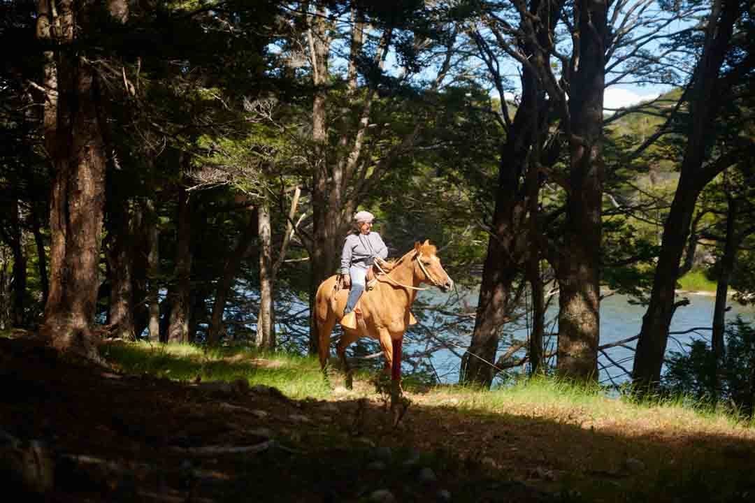 caballo_refugio_del_alba3 Caballo en el bosque de Refugio del Alba