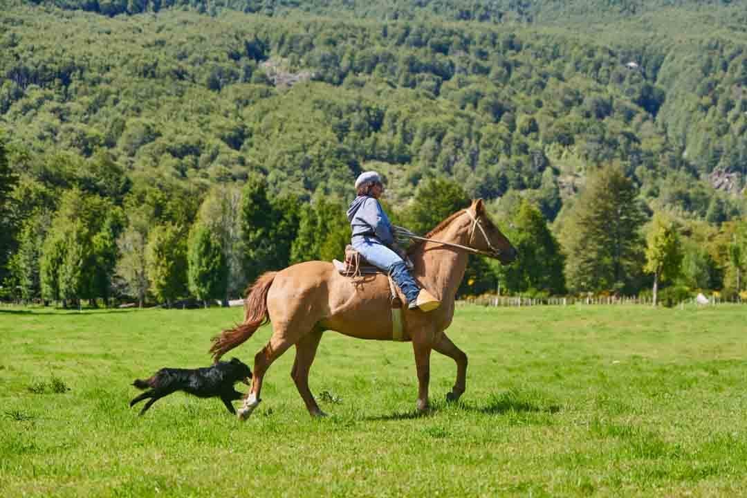Caballos en Refugio el Alba