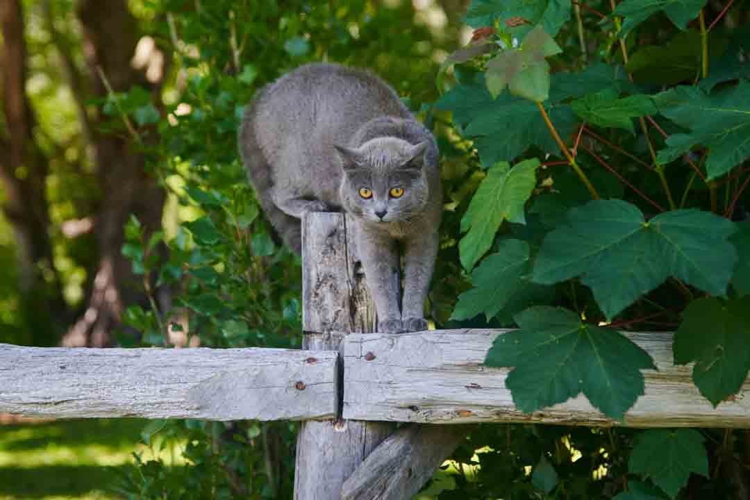 gato_refugio_del_alba1 Gato en Refugio del Alba