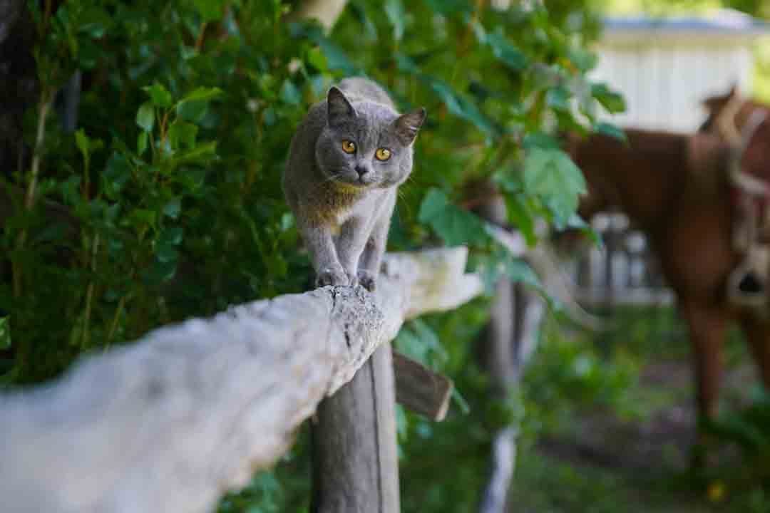 gato_refugio_del_alba2